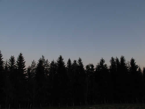 forest in the twilight